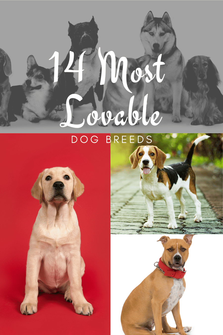 14 of the Most Lovable Dog Breeds